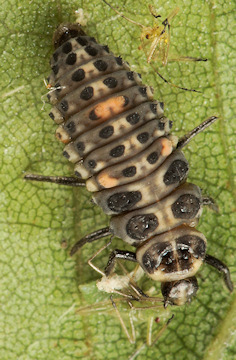 Adalia bipunctata (Coccinelle à 2 points) larve