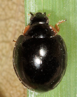 Parexochomus nigromaculatus