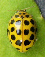 Psyllobora vigintiduopunctata (femelle)
