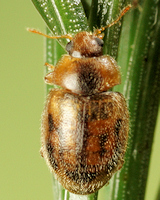 Rhyzobius chrysomeloides