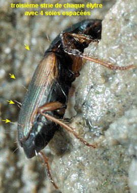 Bembidion laterale