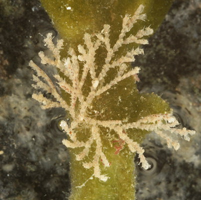 Scrupocellaria