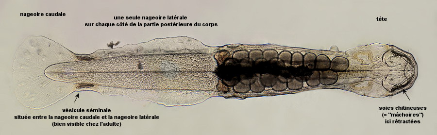 Spadella cephaloptera