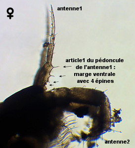 Apocorophium acutum