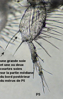 Bathyporeia sarsi