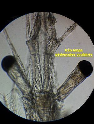 Mesopodopsis slabberi