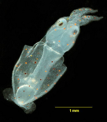 Alloteuthis (juv.  confirmer)