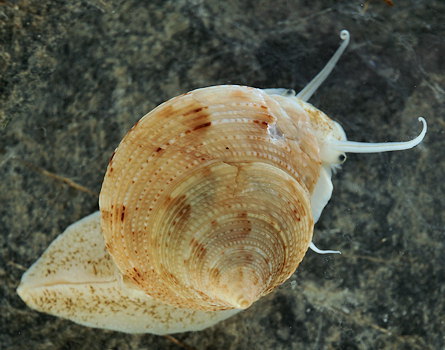 Calliostoma granulatum