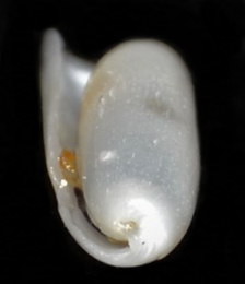 Cylichna cylindracea