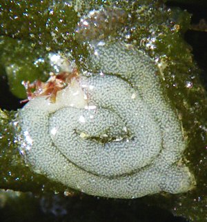 Elysia viridis (ponte)