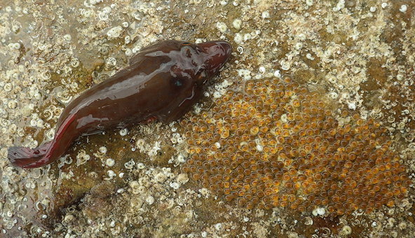 Lepadogaster purpurea (ponte)