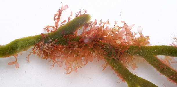 Rhodophyllis divaricata