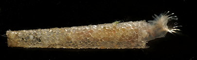 Pectinariidae