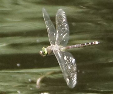 anax (napolitain?) femelle, en vol le 28 mai 2012