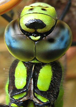 Aeshnidae: yeux contigus (ici aeschne bleue)