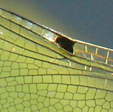 libellule 4 taches: tache aile antérieure gauche au niveau nodus