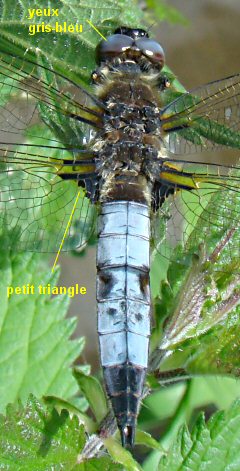 libellule fauve mâle adulte