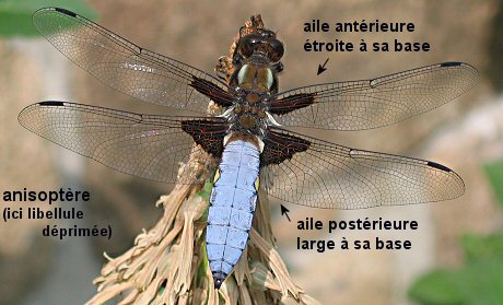 anisoptères: ailes de largeurs inégales (ici libellule déprimée)
