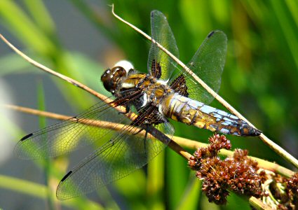 pruinosité partiellement ôtée chez une libellule déprimée mâle