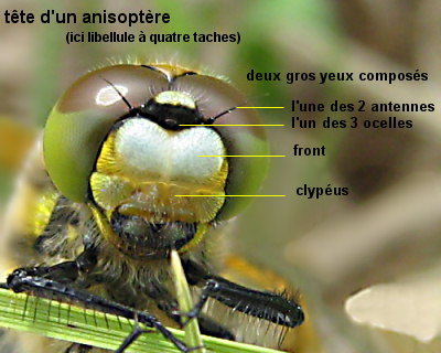 anisoptère (libellule à quatre taches): tête