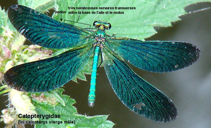 caloptéryx vierge mâle: ailes