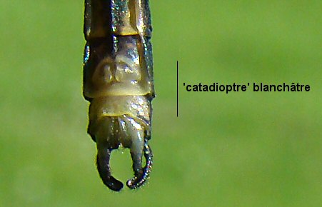 caloptéryx éclatant mâle: catadioptre
