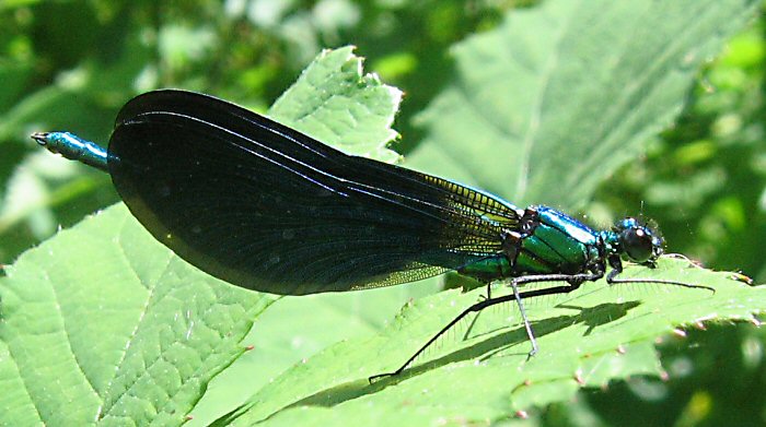 caloptéryx vierge mâle