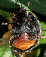 Lindorus forestieri (dessous bicolore)