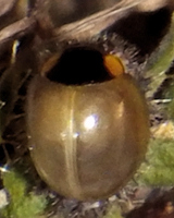 Parexochomus nigromaculatus, juste après métamorphose