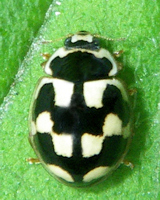 Propylea quatuordecimpunctata