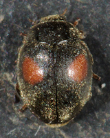 Scymnus (Scymnus) pallipediformis