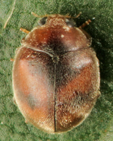 Scymnus (Pullus) subvillosus