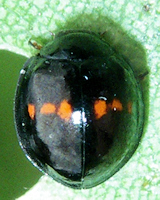 Chilocorus bipustulatus