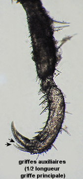 Achelia echinata