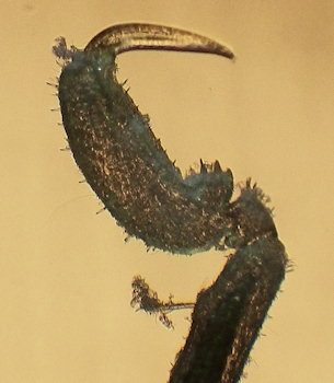 Anoplodactylus angulatus