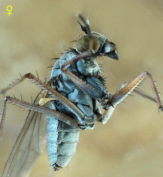 Aphrosylus celtiber