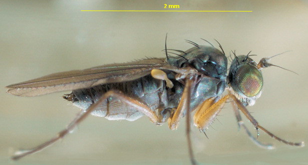 Aphrosylus ferox