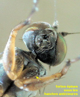 Aphrosylus ferox