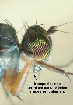 Aphrosylus ferox