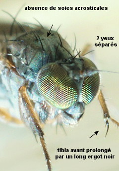 Aphrosylus ferox