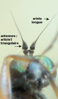 Aphrosylus ferox