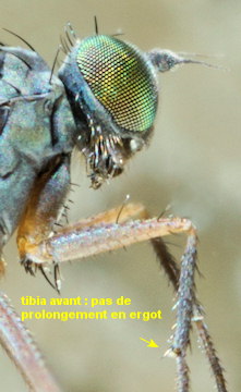 Aphrosylus mitis