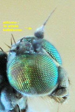 Aphrosylus mitis