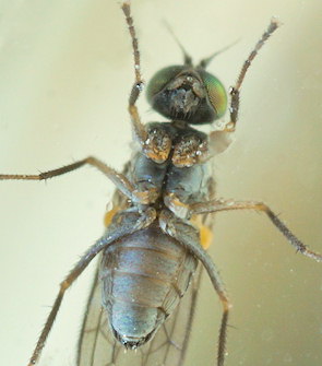 Aphrosylus mitis