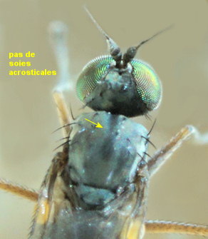 Aphrosylus mitis