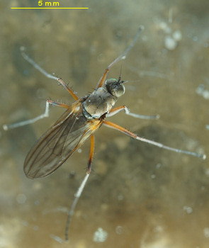 Aphrosylus raptor