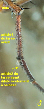Aphrosylus raptor