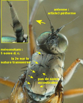 Aphrosylus raptor
