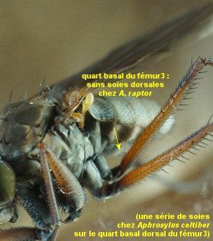 Aphrosylus raptor