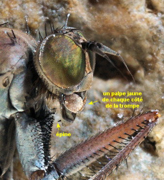 Aphrosylus raptor